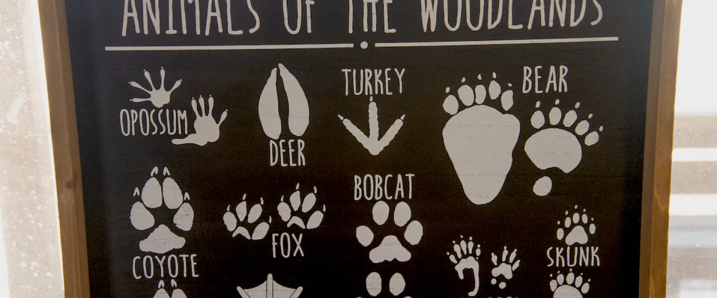 Animals of the woodlands footprint chart identifying various animal footprint markings