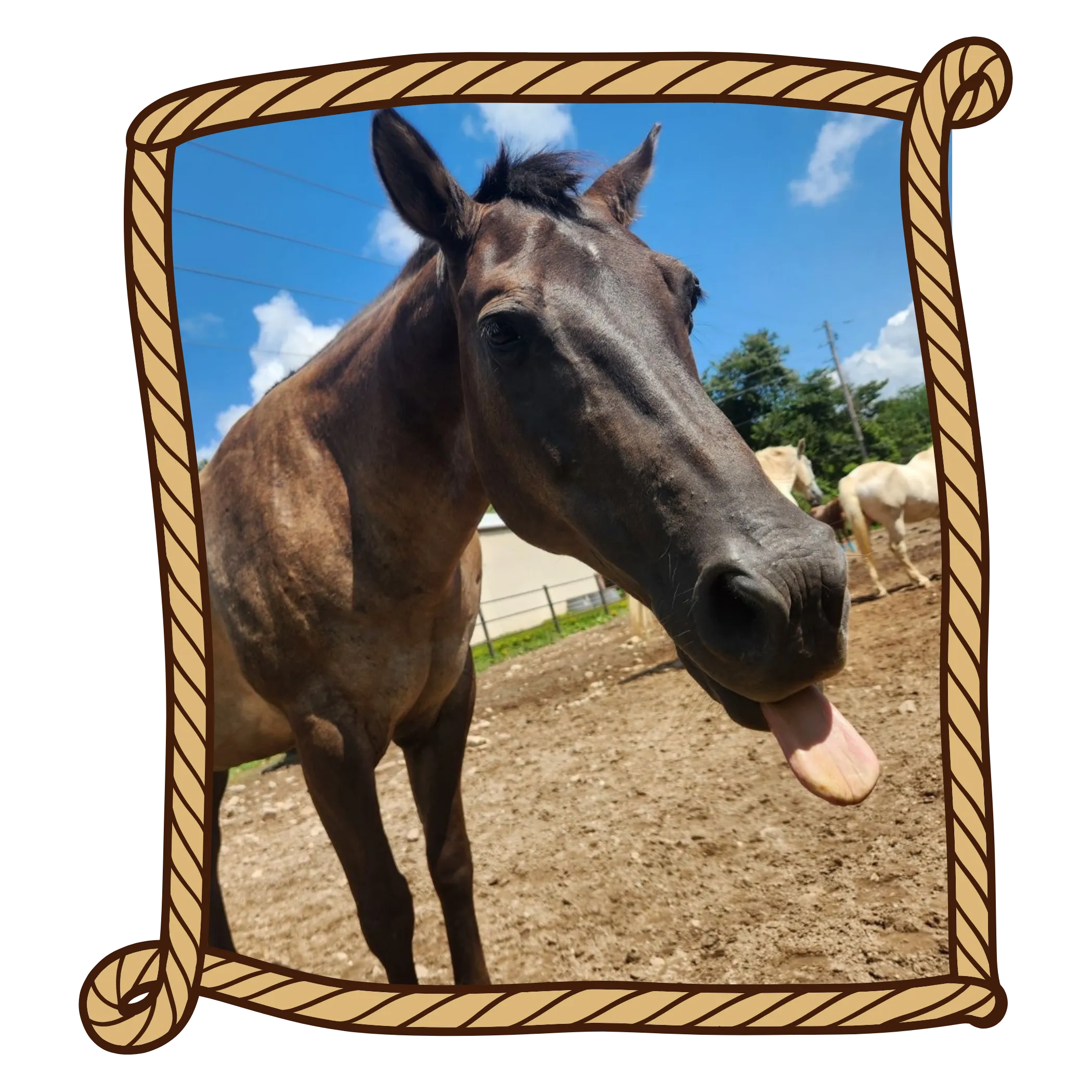 Wyatt, a horse at YMCA Trout Lodge