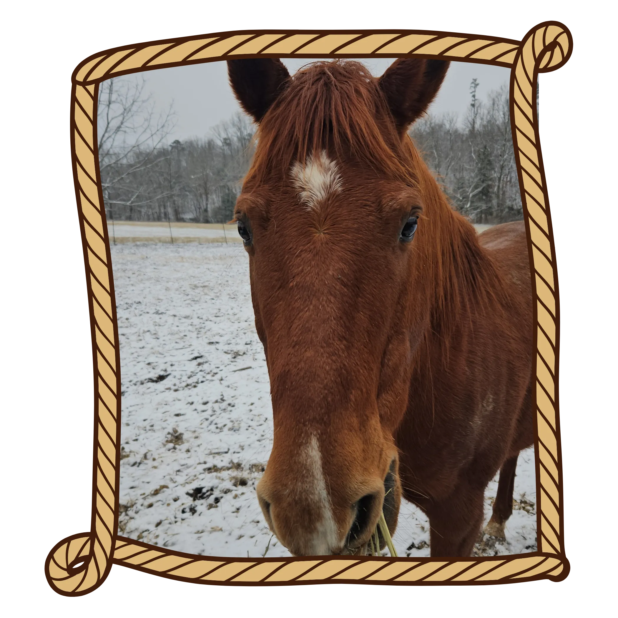 DC, a horse at YMCA Trout Lodge