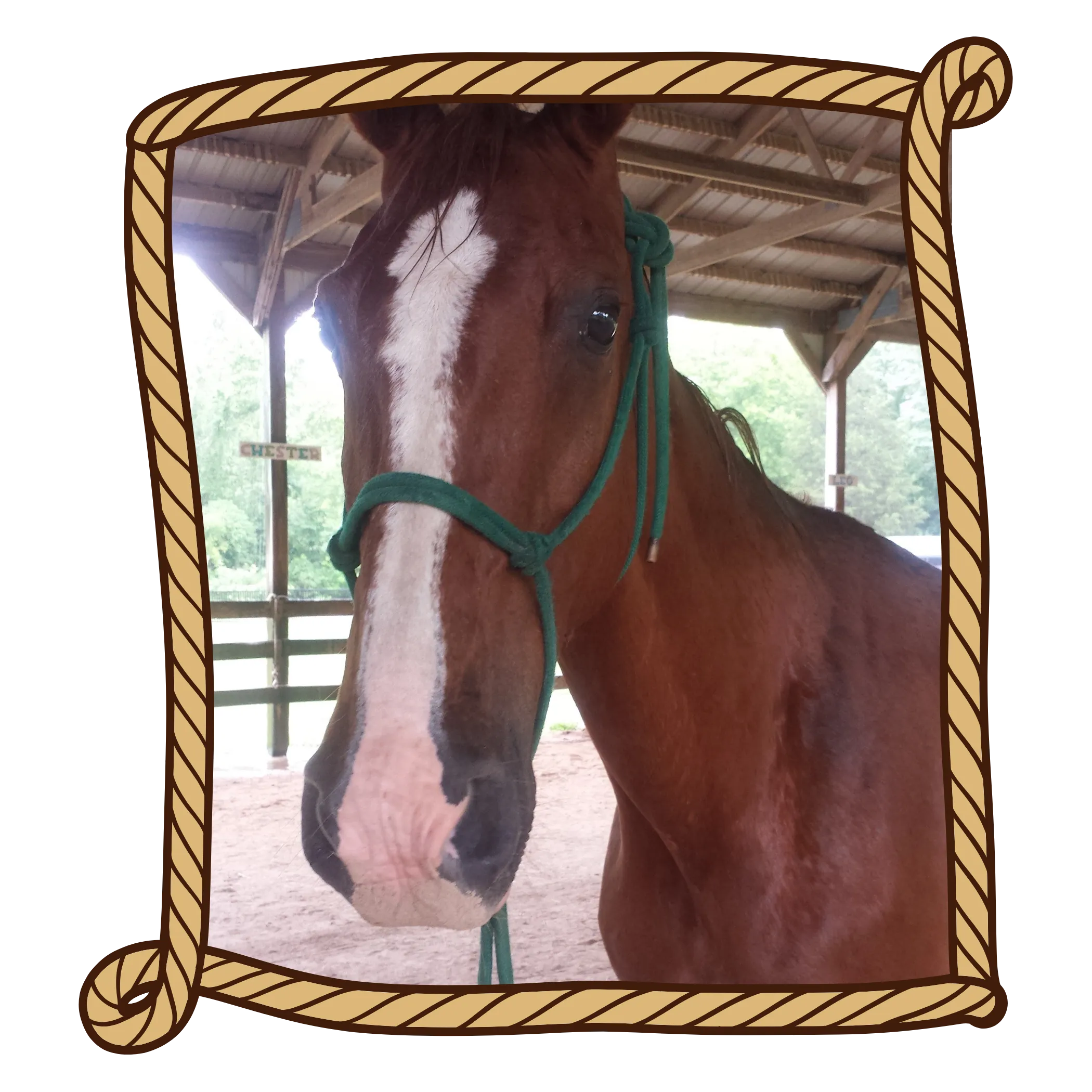 Hawk, a horse at YMCA Trout Lodge