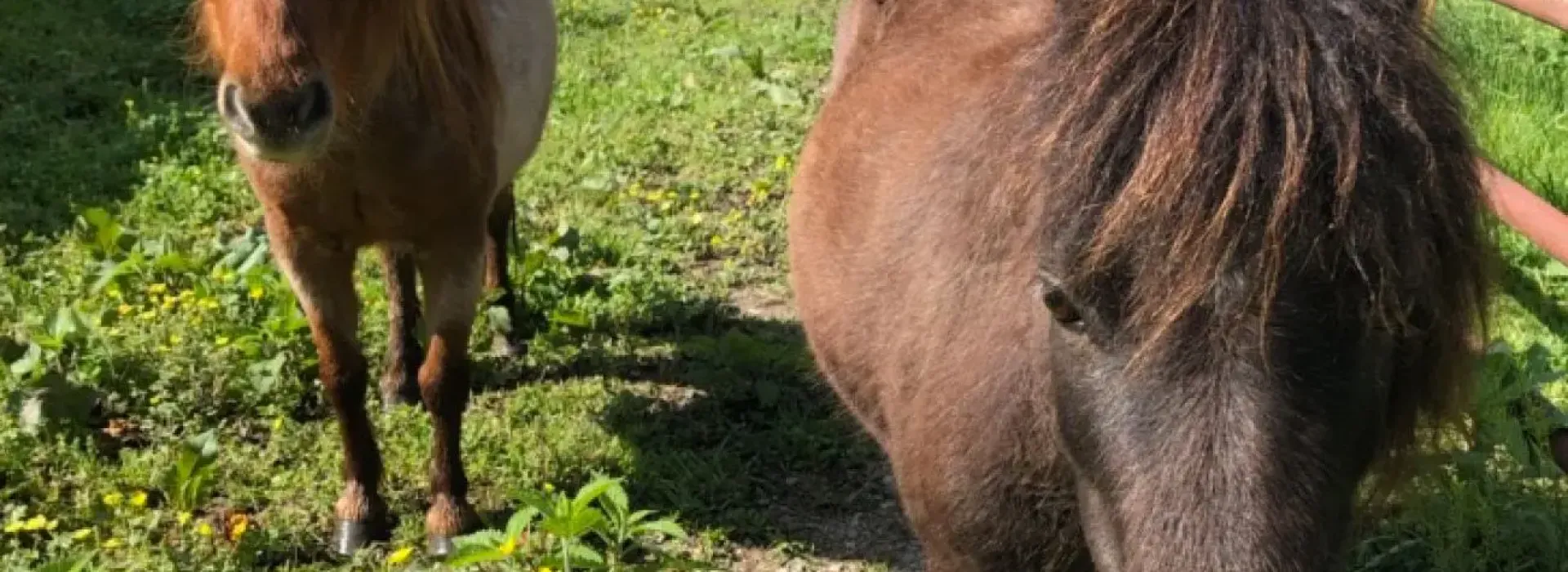 a mini horse at YMCA Trout Lodge