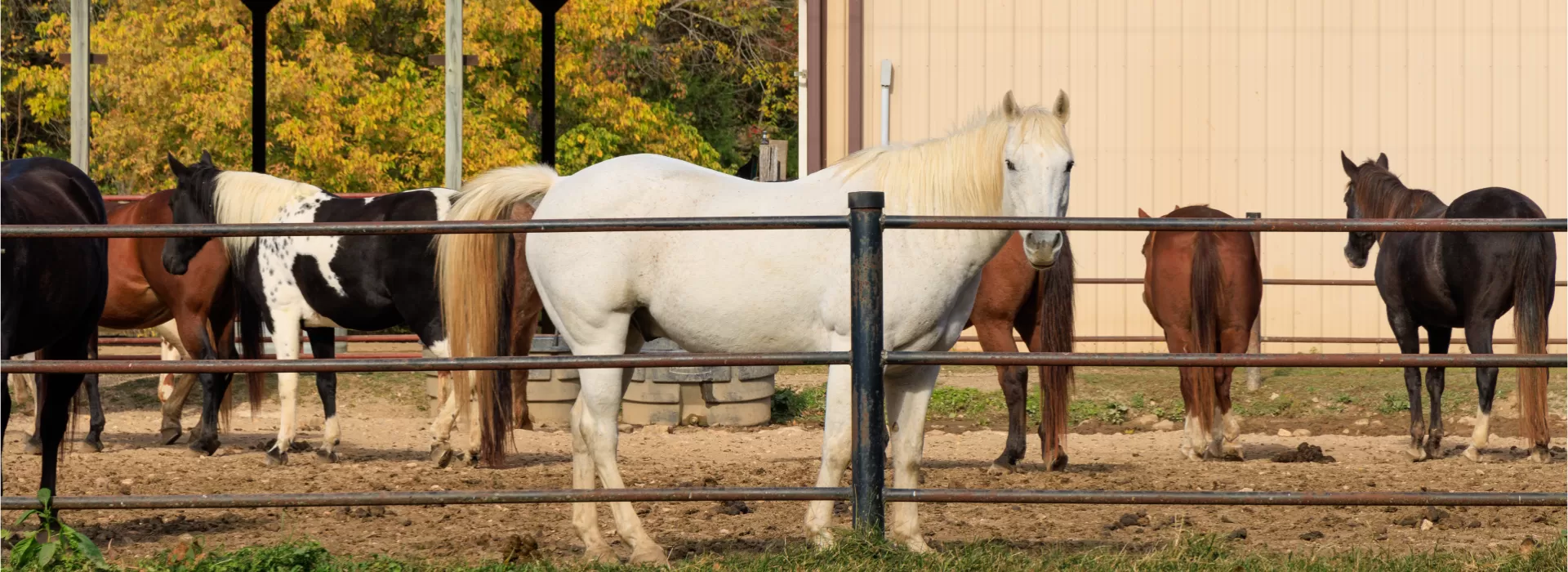 ymca trout lodge horses at trout lodge triangle ranch