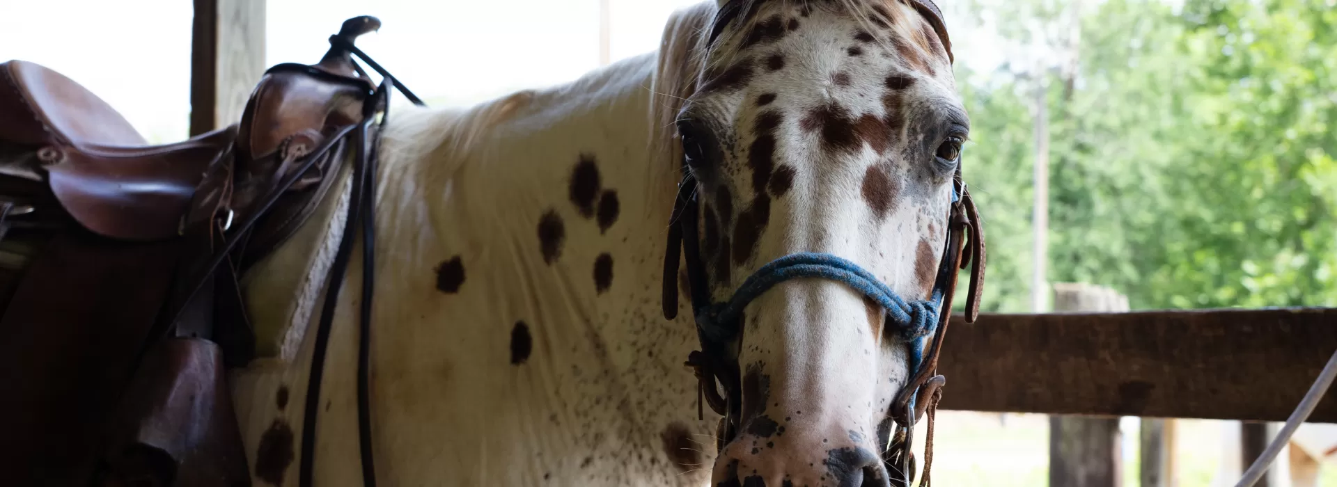 YMCA Trout Lodge Triangle Y Ranch Appaloosa horse